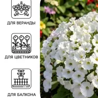 Семена цветов Петуния &laquo;Нуволари&raquo;, полуампельная, белоснежная, F1, 5 шт., Farao, &laquo;АЭЛИТА&raquo;