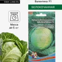 Семена Капуста белокочанная &laquo;Валентина&raquo;, F1, 0.1 г, позднеспелая, &laquo;Уральский дачник&raquo;