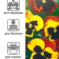 Семена Виола "Африка", ц/п, 0,05 г Семена Виола "Африка", ц/п, 0,05 г