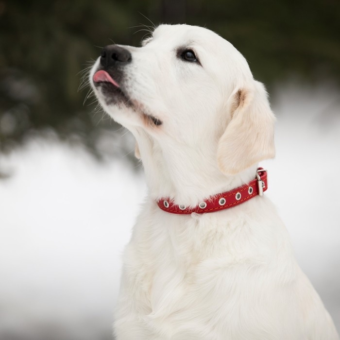 Ошейник кожаный однослойный безразмерный, 45 х 2 см, ОШ 18-39 см, красный Ошейник кожаный однослойный безразмерный, 45 х 2 см, ОШ 18-39 см, красный