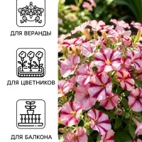 Семена цветов Петуния &laquo;Изи вейв&raquo; F1, бургунди стар, 4 шт.