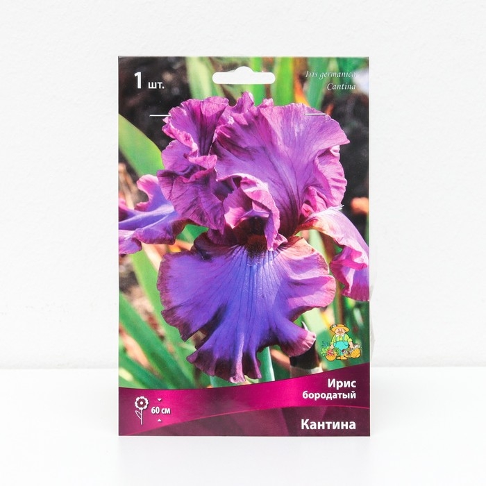 Ирис бородатый Ирис бородатый "Кантина ", 1 шт, р-р I, Весна 2025