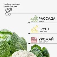 Семена Капуста цветная &laquo;Сноуболл 123&raquo; 0.3 г, &laquo;Агросс&raquo;