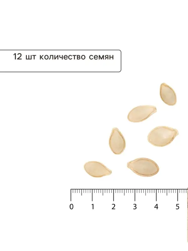 Семена Кабачок &laquo;Грибовские 37&raquo;, 12 шт., &laquo;ПОИСК&raquo;