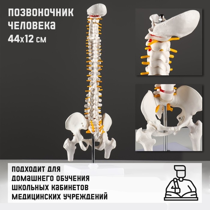 Макет  Макет "Позвоночник человека" 44*12см
