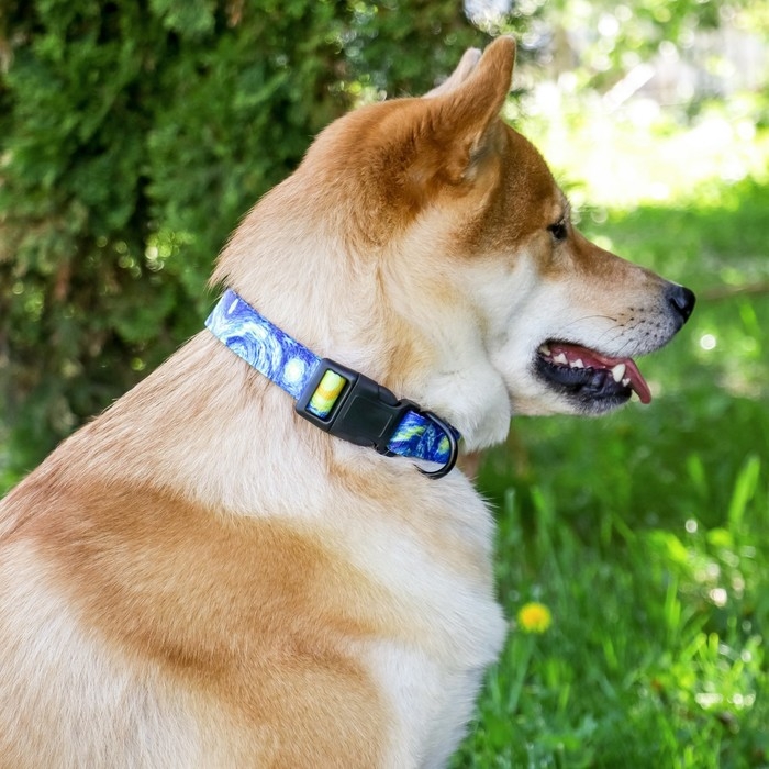 Ошейник «Искусство», застёжка - фастекс, 2.5 см, 40-55 см Ошейник «Искусство», застёжка - фастекс, 2.5 см, 40-55 см