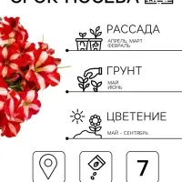 Семена цветов Петуния ампельная &laquo;Красная с белым&raquo; гранулы, 7 шт.