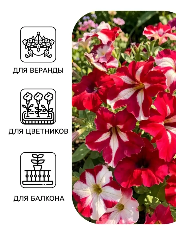 Семена цветов Петуния &laquo;Арлекин&raquo; F1, бургунди, крупноцветковая, драже, С. Farao, 5 шт.