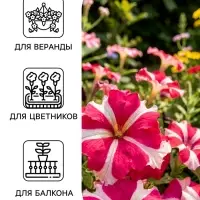 Семена цветов Петуния грандифлора &laquo;Галактика&raquo;, розовая, F1, 10 шт., &laquo;ПОИСК&raquo;