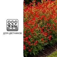 Семена цветов Лобелия плетистая &laquo;Красный фонтан&raquo;, 0.02 г