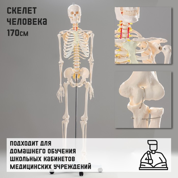 Макет  Макет "Скелет человека" 170см