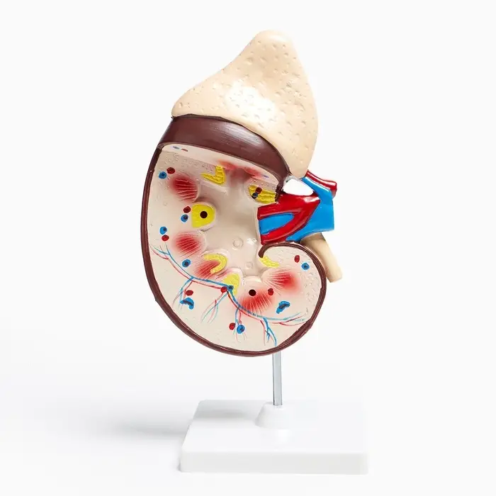 Анатомическая модель &laquo;Макет почки человека&raquo;, 14&times;30 см