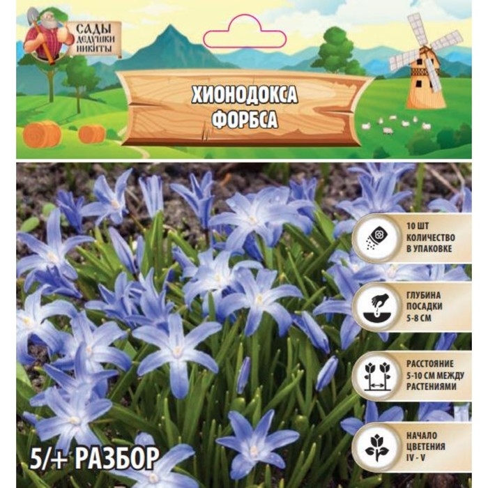 Хионодокса Форбса, р-р 5/+, 10 шт, Осень 2024 Хионодокса Форбса, р-р 5/+, 10 шт, Осень 2024