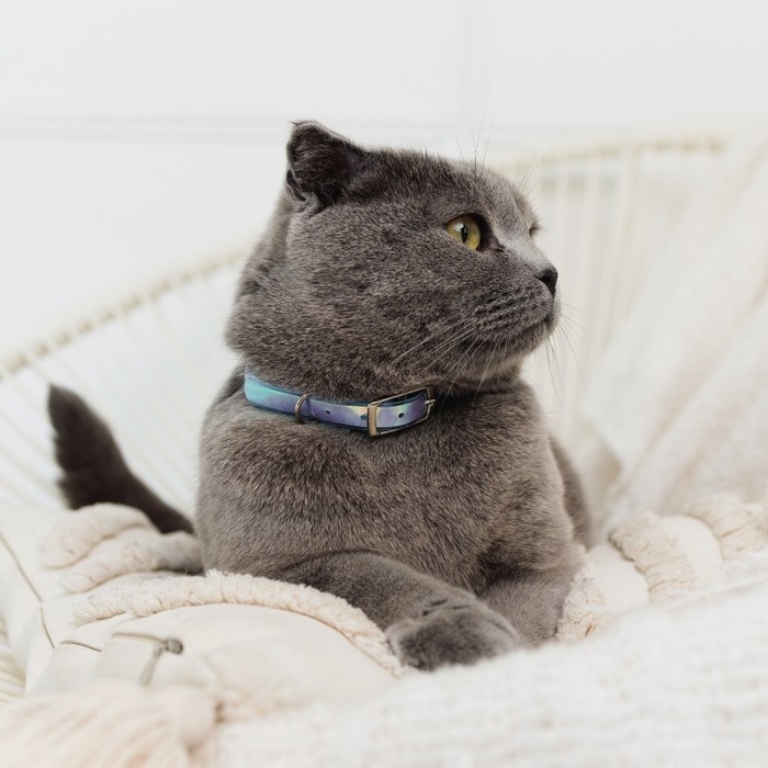 Ошейник для собак и кошек с фастексом «Неон» , 30 х 1 см Ошейник для собак и кошек с фастексом «Неон» , 30 х 1 см