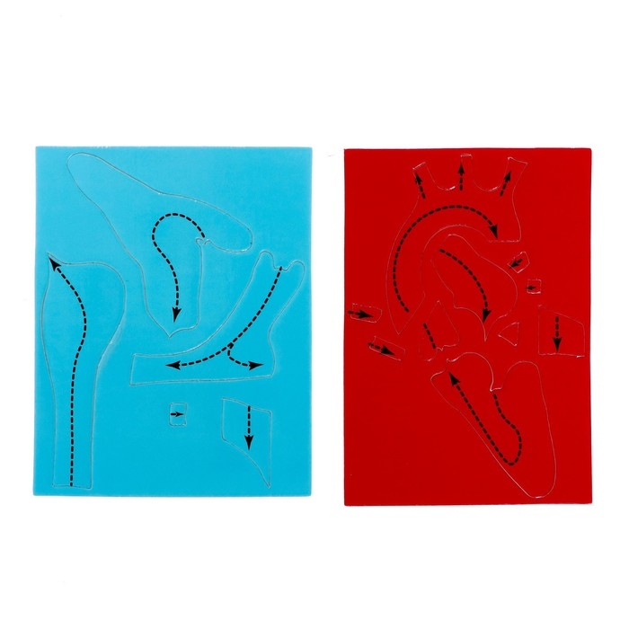 Набор для опытов «Моё тело», сердце Набор для опытов «Моё тело», сердце