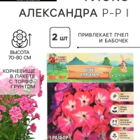 Флокс «Александра» корневище в пакете с торфогрунтом, р-р I, 2 шт.