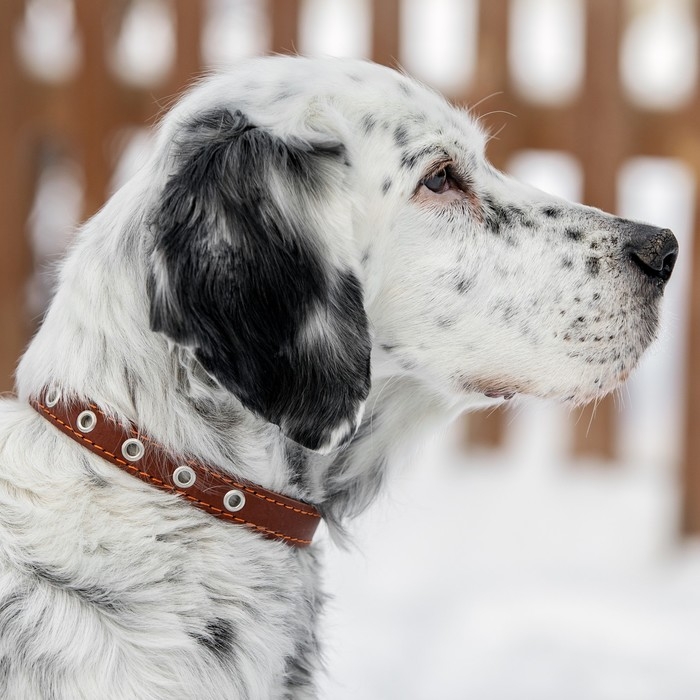 Ошейник кожаный однослойный безразмерный, 45 х 2 см, ОШ 18-39 см, коричневый Ошейник кожаный однослойный безразмерный, 45 х 2 см, ОШ 18-39 см, коричневый