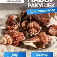 Набор ракушек, 5 - 7 см, 100 г