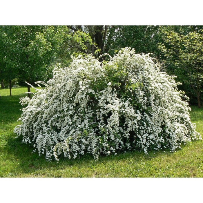 Спирея Ван-гутта, С2 горшок, Н10-50 высота, 1 шт, Осень 2024 Спирея Ван-гутта, С2 горшок, Н10-50 высота, 1 шт, Осень 2024