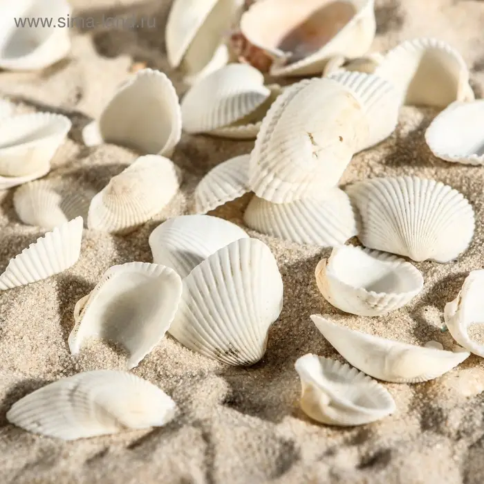 Набор ракушек, 2 - 3.5 см, 100 г