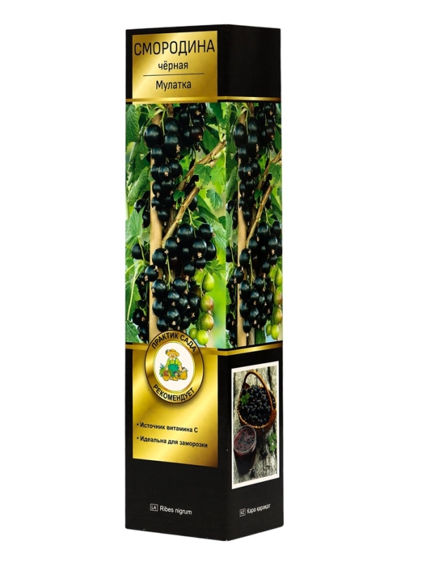 Смородина черная «Мулатка », перспективные сорта, саженец, плодовый, 1 шт., туба Смородина черная «Мулатка », перспективные сорта, саженец, плодовый, 1 шт., туба