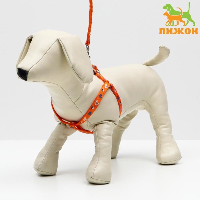 Комплект амуниции Комплект амуниции "Собачки", поводок 120 х 1 см, ОГ 27-42 см, оранжевый