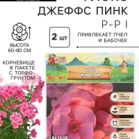 Флокс «Джеффс Пинк» корневище в пакете с торфогрунтом, р-р I, 2 шт.