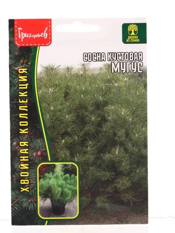 Семена цветов Сосна Мугус кустовая  10 шт.  12.29 г.