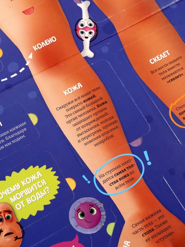 Книга - раскладушка детская «Как устроено моё тело», 40 окошек Книга - раскладушка детская «Как устроено моё тело», 40 окошек