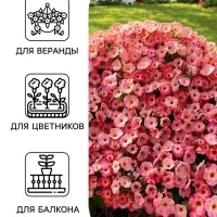 Семена цветов Петуния &laquo;Джоконда&raquo;, F1, нежность, 5 шт., Farao, &laquo;АЭЛИТА&raquo;