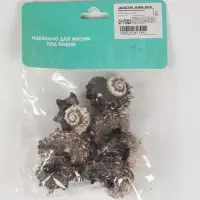 Набор ракушек с перламутром, 3 - 6 см, 100 г