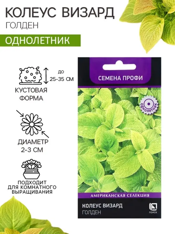Семена цветов Колеус Визард Голден, 10шт Семена цветов Колеус Визард Голден, 10шт