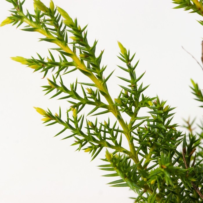 Можжевельник средний Можжевельник средний "Голд Стар", Р9, 1шт, h 3-20 см, Осень 2024