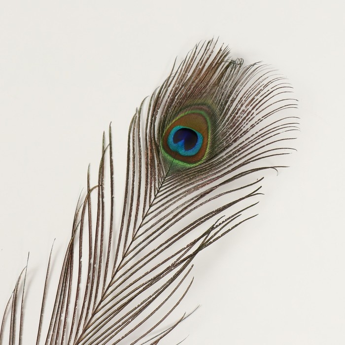 Перо декоративное Перо декоративное "Павлин" h=90-100 см