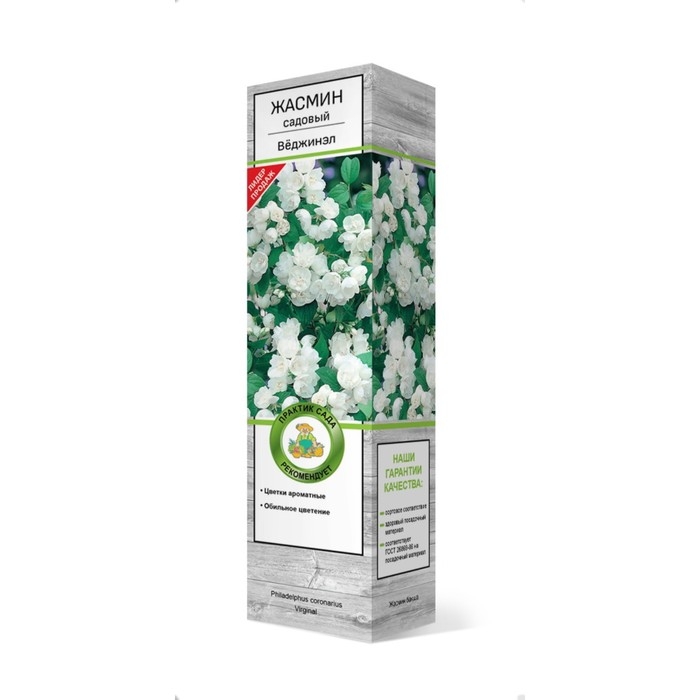 Жасмин садовый (Чубушник) "Вёджинэл" 1 шт, туба, Весна 2025