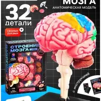 Набор для опытов &laquo;Строение мозга&raquo;, анатомическая модель