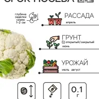 Семена Капуста цветная &laquo;Осенний гигант&raquo; 0.1 г, &laquo;Рецепты дедушки Никиты&raquo;