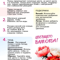 Пион Alexander Fleming, корневище в пакете с торфогрунтом, р-р 3/5, 1 шт.