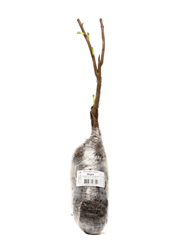 Смородина черная «Нара», традиционные сорта, саженец, плодовый, 1 шт., туба Смородина черная «Нара», традиционные сорта, саженец, плодовый, 1 шт., туба