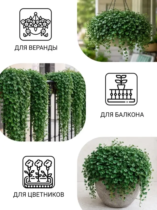 Семена цветов Дихондра "Волшебник Изумрудного города", ц/п, 3 шт