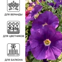 Семена цветов Петуния &laquo;Синее море&raquo; крупноцветковая, 0.05 г