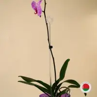 Опора для орхидей, h = 44 см, пластик, прозрачная, МИКС Опора для орхидей, h = 44 см, пластик, прозрачная, МИКС