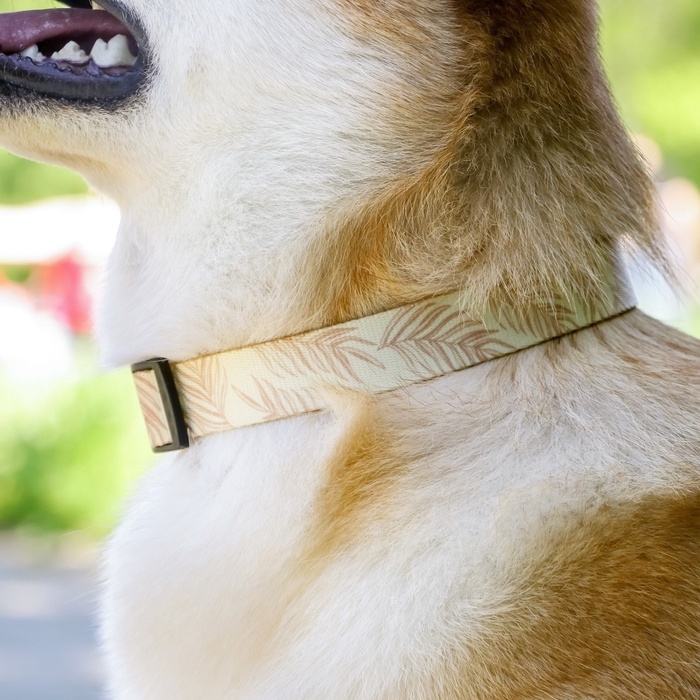 Ошейник Paradise life, застёжка - фастекс, 2.5 см, 40-55 см Ошейник Paradise life, застёжка - фастекс, 2.5 см, 40-55 см