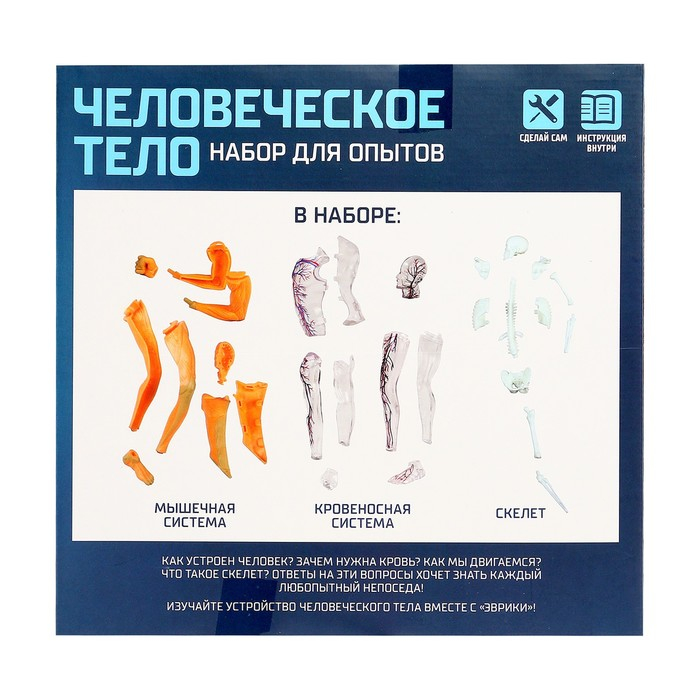 Научный опыт «Человеческое тело» Научный опыт «Человеческое тело»