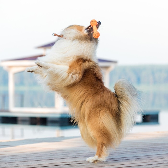 Игрушка пищащая Игрушка пищащая "Баскетбольная гантель", 15,5 х 6 см