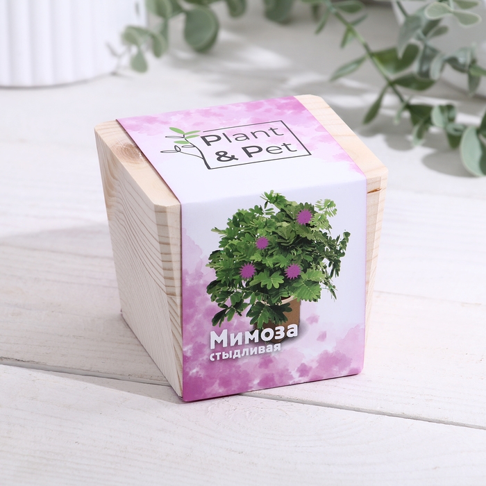 Набор для выращивания P&P Набор для выращивания P&P "Мимоза стыдливая"