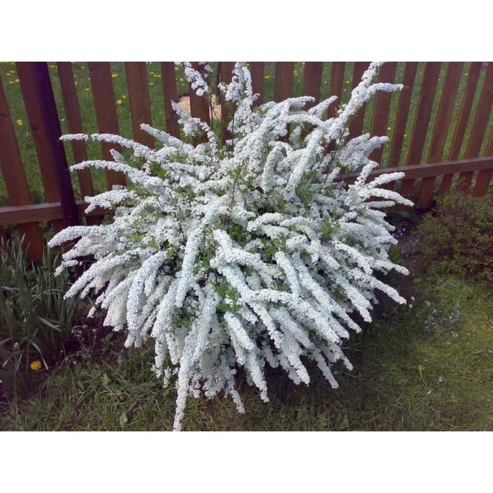 Спирея серая Грефшейм, С2 горшок, Н10-50 высота, 1 шт, Лето 2024 Спирея серая Грефшейм, С2 горшок, Н10-50 высота, 1 шт, Лето 2024