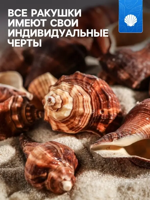 Набор ракушек, 5 - 7 см, 100 г