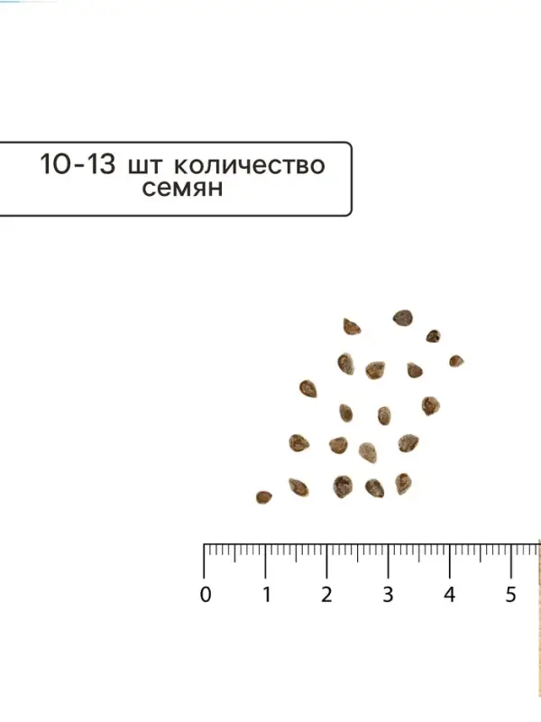 Семена Томат "Алтайский мед", индетерминантный,  0,1 г