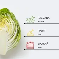 Семена Капуста пекинская &laquo;Первые Витамины&raquo;, 0.3 г, смесь, &laquo;СеДеК&raquo;